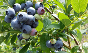 Blueberry fruit (2kg) (sold from June to August)